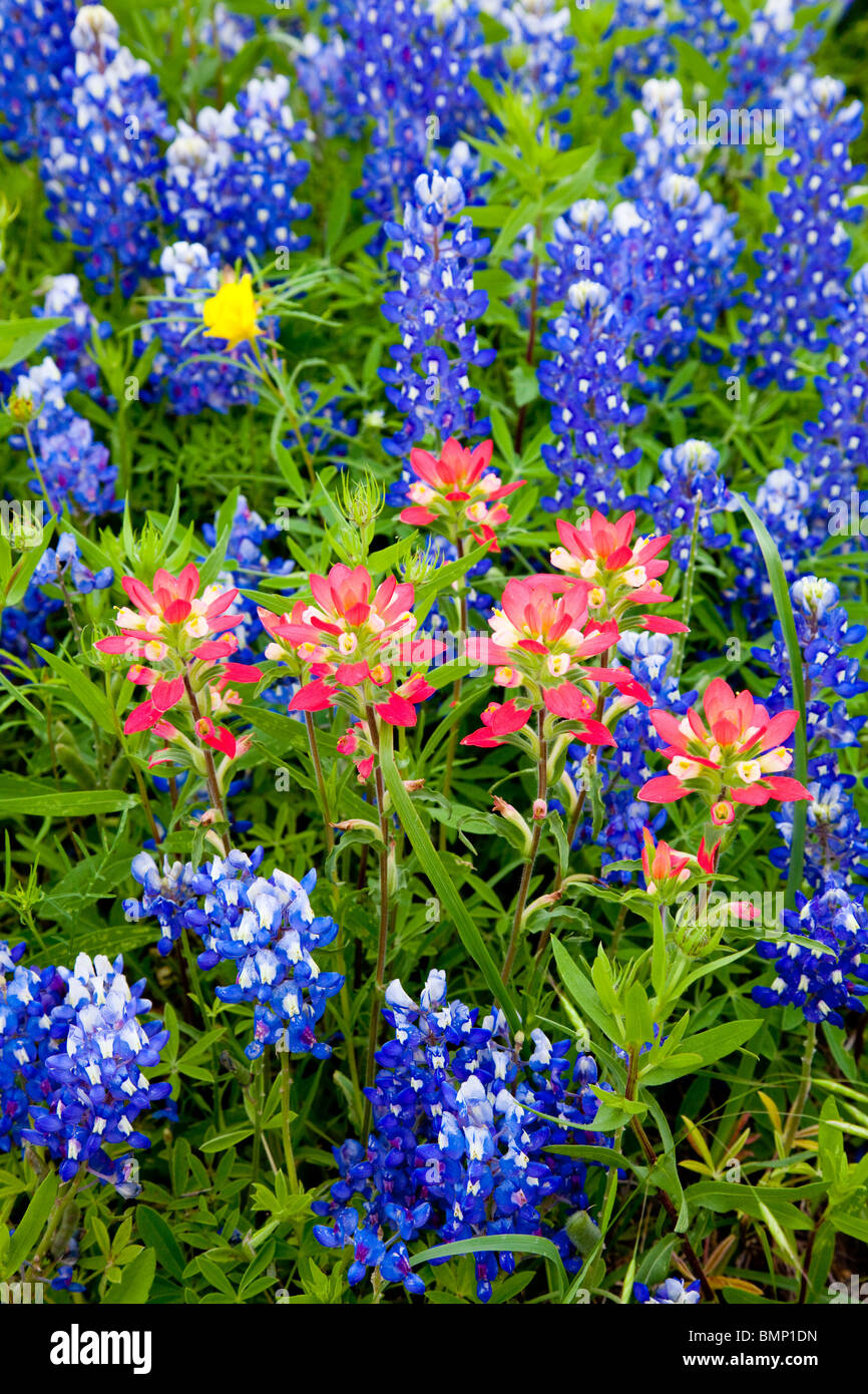 A cluster of bluebonnets and indian paintbrush wildflowers in hill country, Texas, USA. Stock Photo