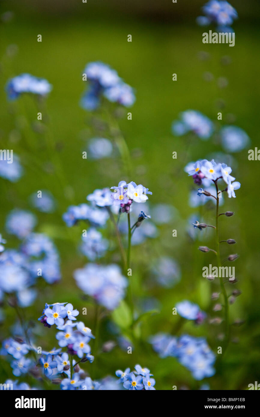 Forget me nots flowering in spring Stock Photo - Alamy