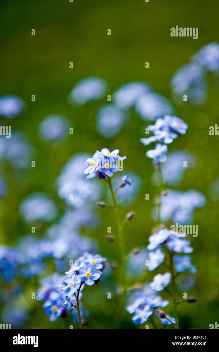 Forget me nots flowering in spring Stock Photo - Alamy