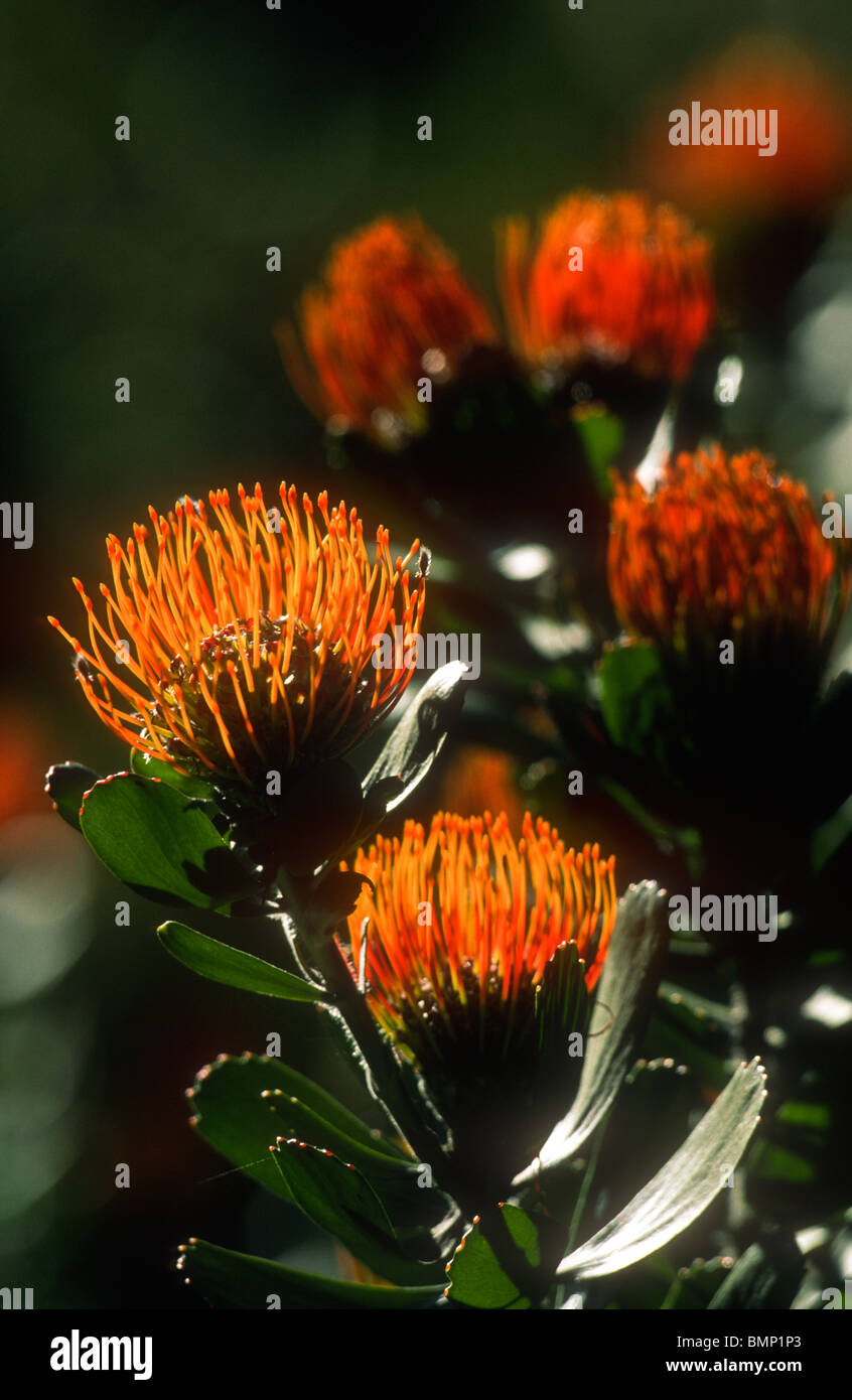 Protea, Leucospermum species, Kirstenbosch, Cape Town, South Africa Stock Photo