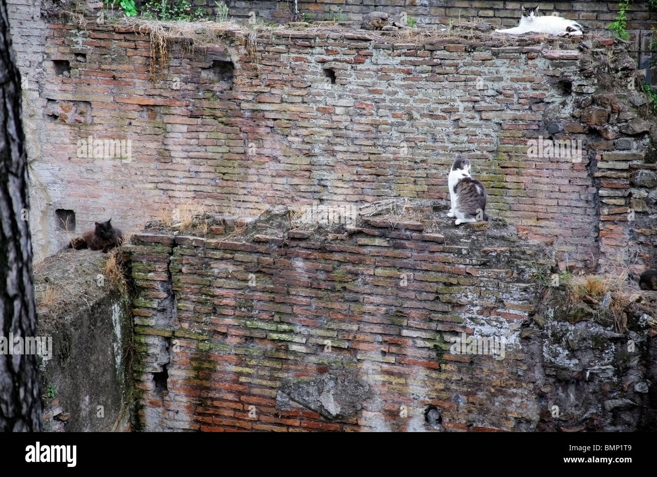 Wall With Cats Sitting On It Stock Photo