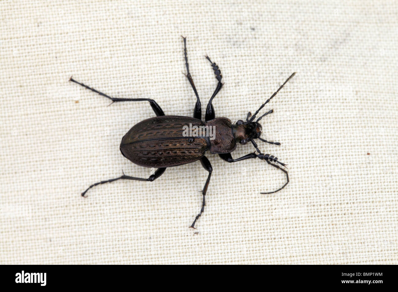 Alive, ground beetles grid Carabus cancellatus at the tissue background Stock Photo