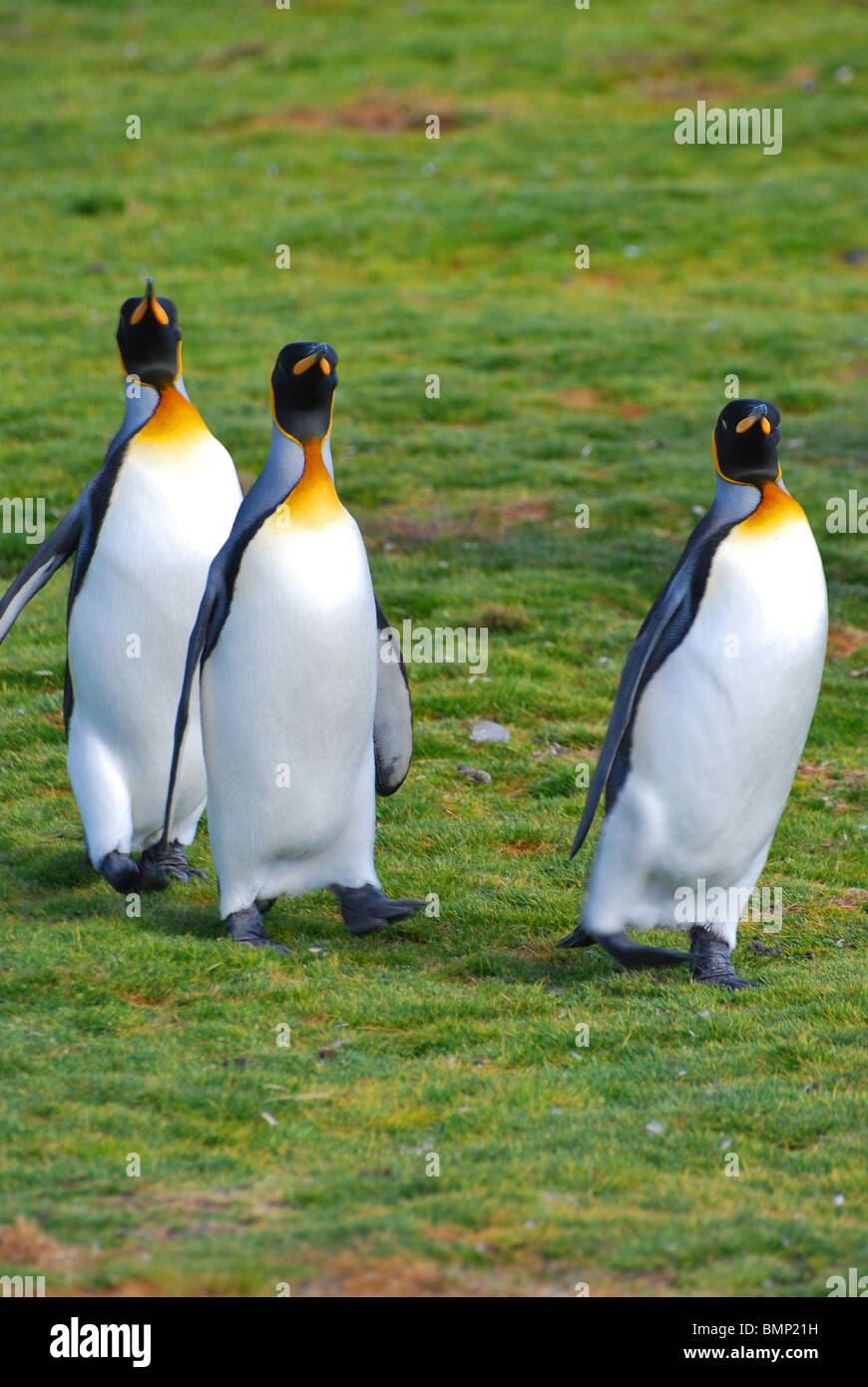 Three King Penguins waddling towards the camera, Falkland Islands Stock Photo