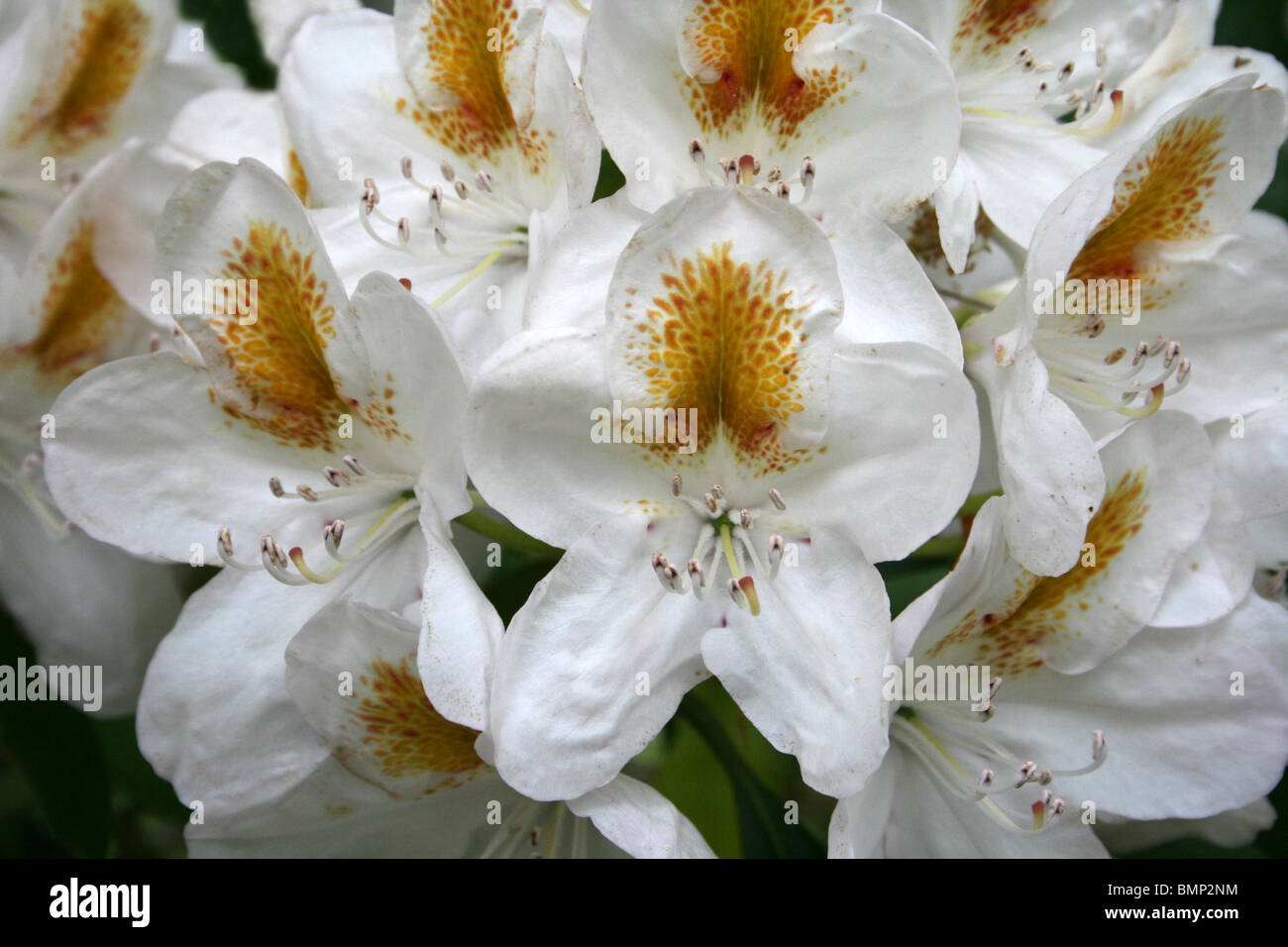 White Azalea Flowers With Yellow Splash Taken at Ness Botanic Gardens, Wirral, UK Stock Photo