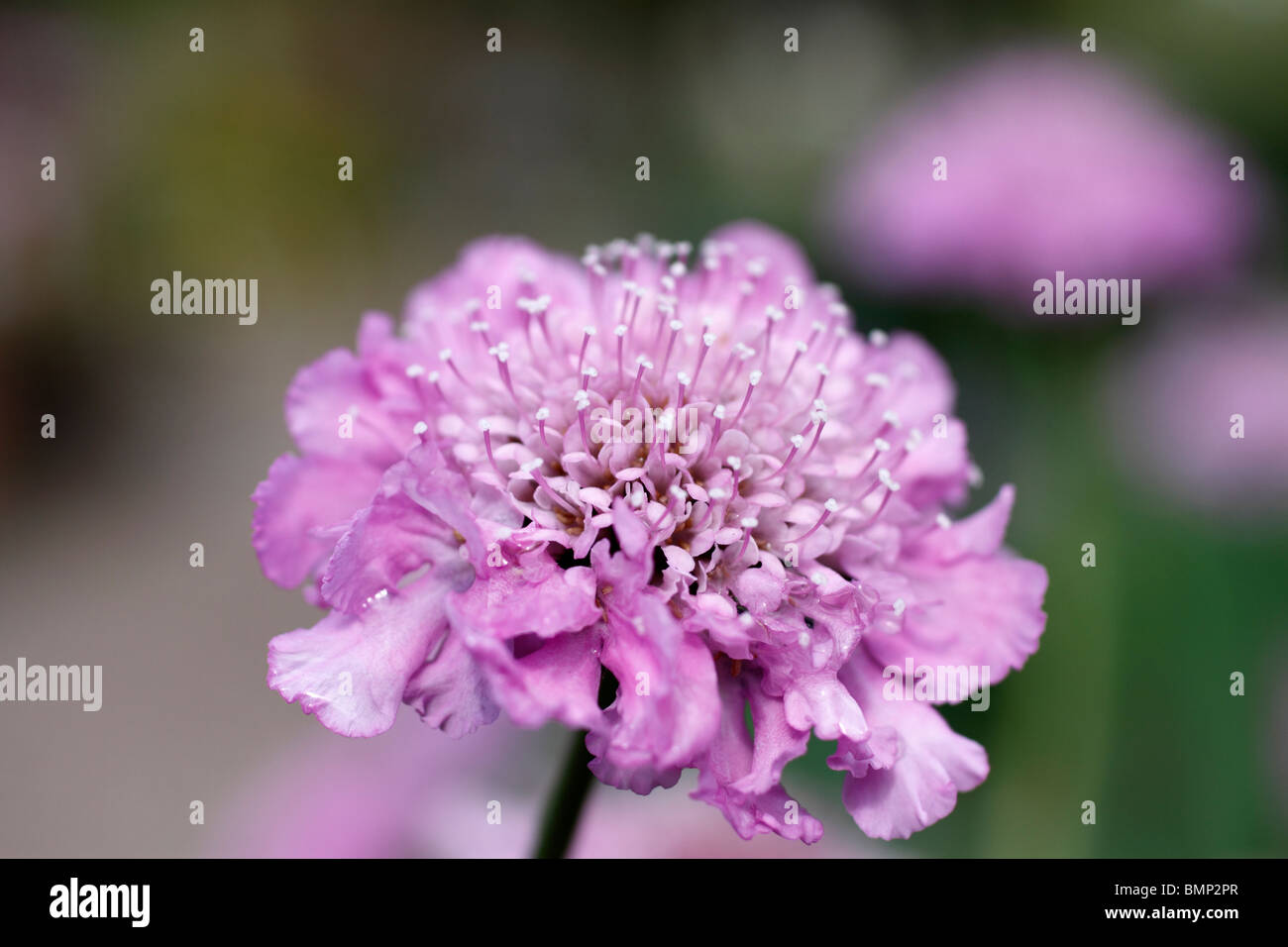 Scabiosa columbaria 'Pink Mist' Small scabious, 'Pink Mist' Scabiosa 'Butterfly Pink', Scabiosa 'Pink Mist' 'Pink Mist' is an upright, branched deciduous perennial with linear or lobed grey-green leaves and pink flowers with paler centres in summer and early autumn. Stock Photo