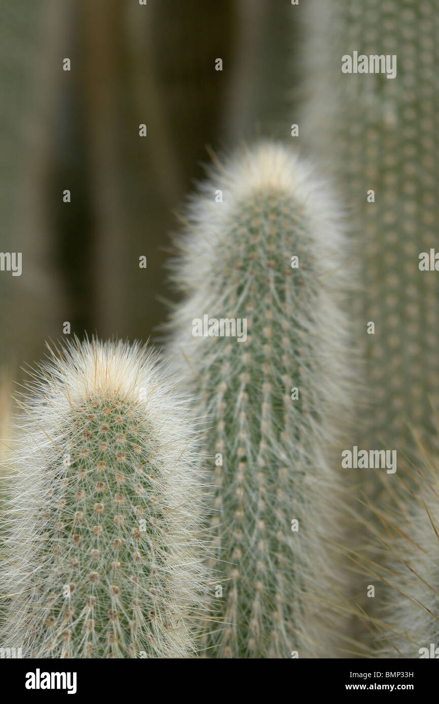 Cleistocactus straussi (silver torch) cacti. Stock Photo