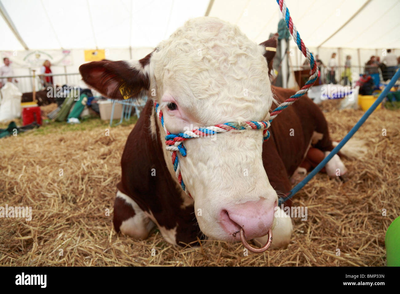 Hereford bull head hi-res stock photography and images - Alamy