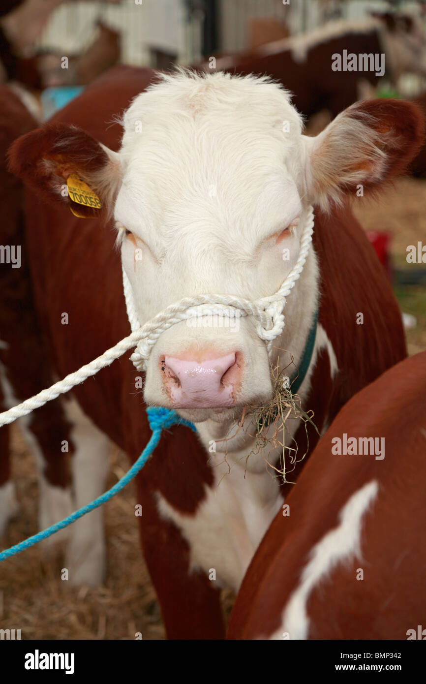 Hereford cattle at Honley Show, Farnley Tyas, Huddersfield, West
