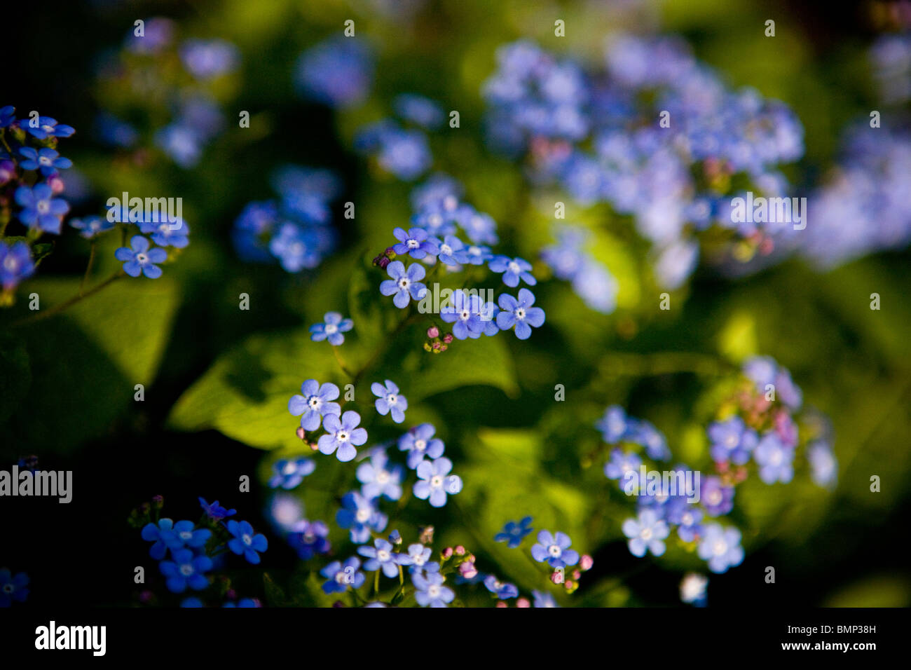 me nots flowering in spring Stock Photo Alamy