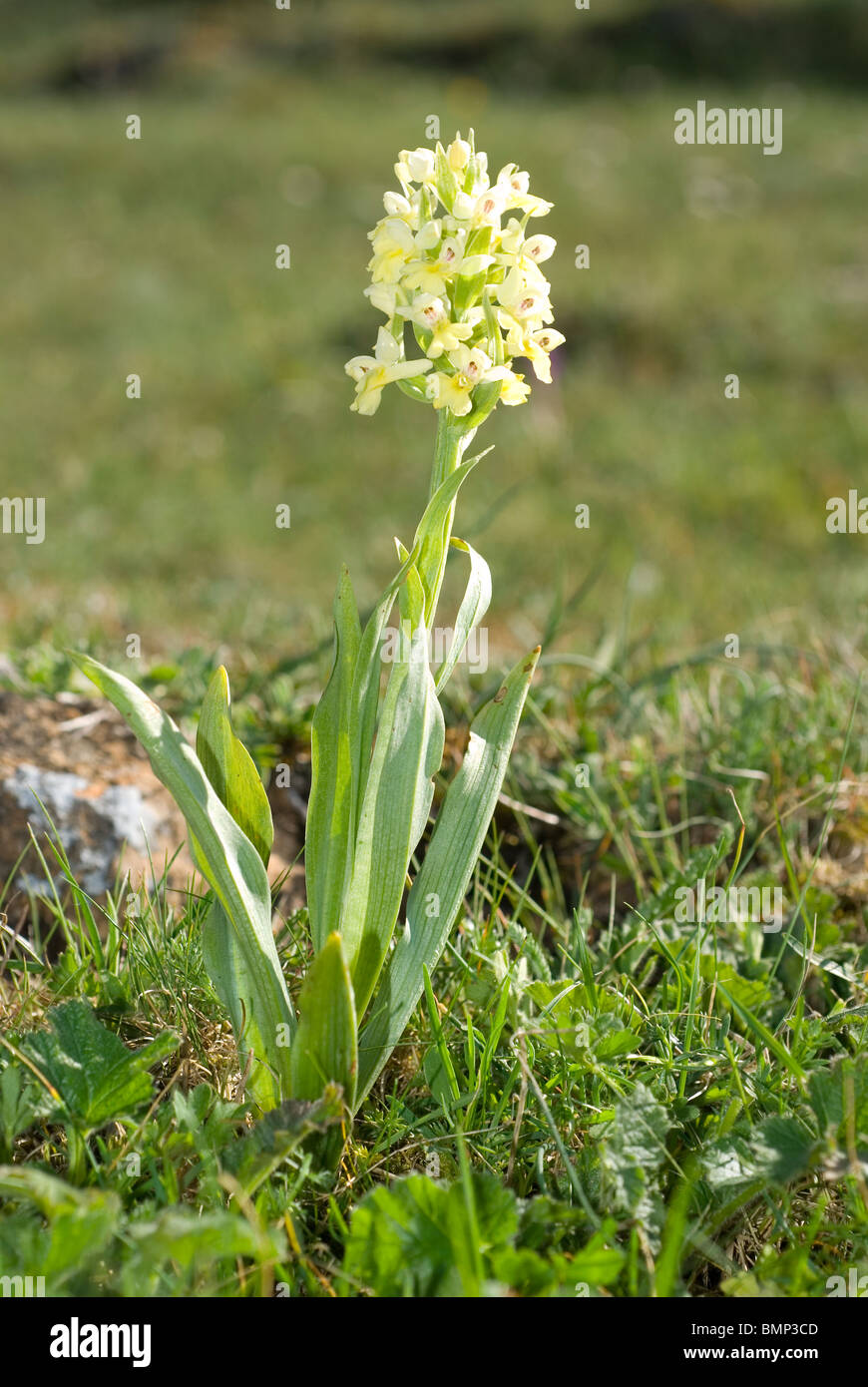 Mediterranean orchid (Dactylorhiza insularis) Stock Photo