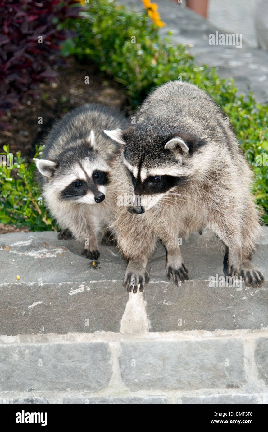 A Wild North American Common Raccoon (Procyon lotor), Mother With Her Young Cub Stock Photo