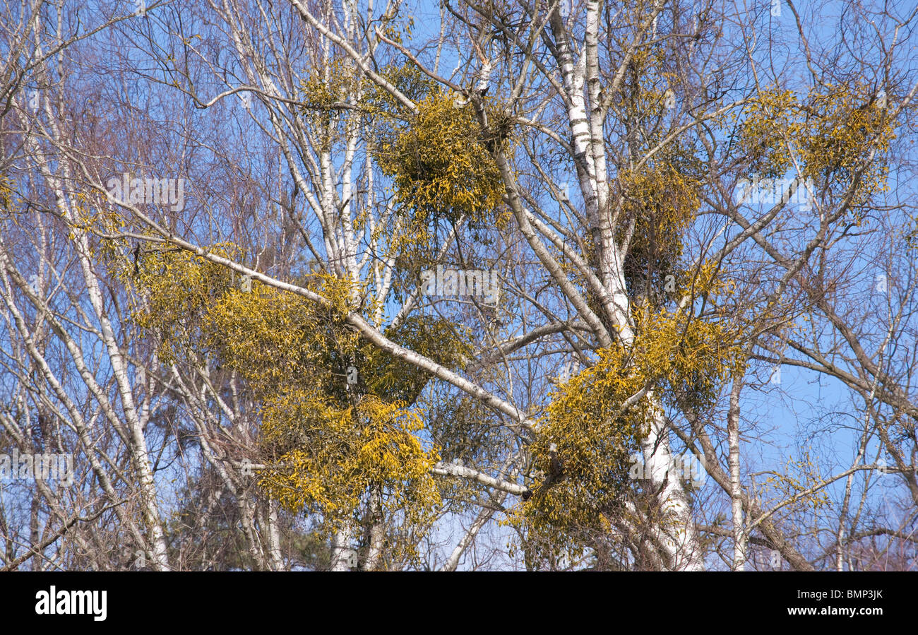 Birch tree with some mistletoe parasitic shrubs against clear blue sky Stock Photo