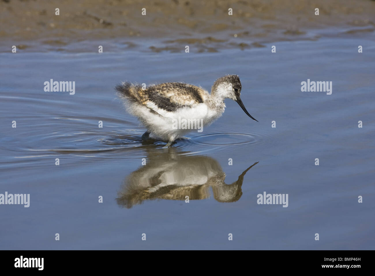 YOUNG AVOCET CHICK Stock Photo
