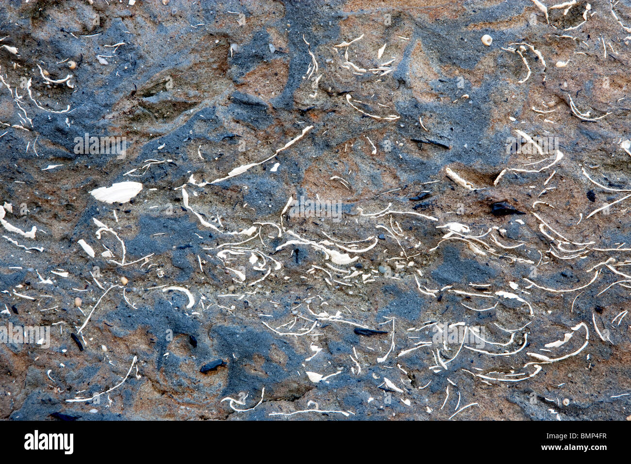Sea shells, fossil rich layers in sedimentary rock, Stock Photo