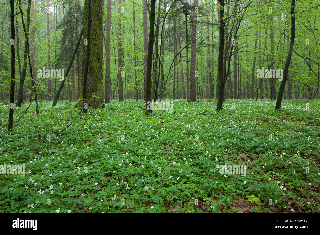 Floral bed of springtime anemone flowers in misty early morning Stock Photo