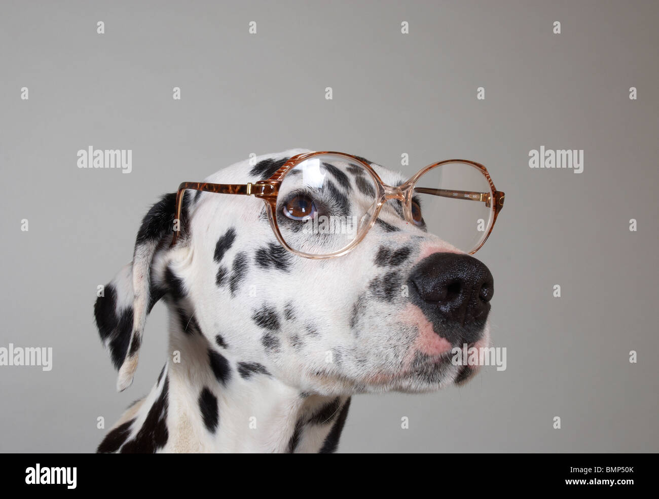 Dalmatian wearing funny spectacles Stock Photo Alamy