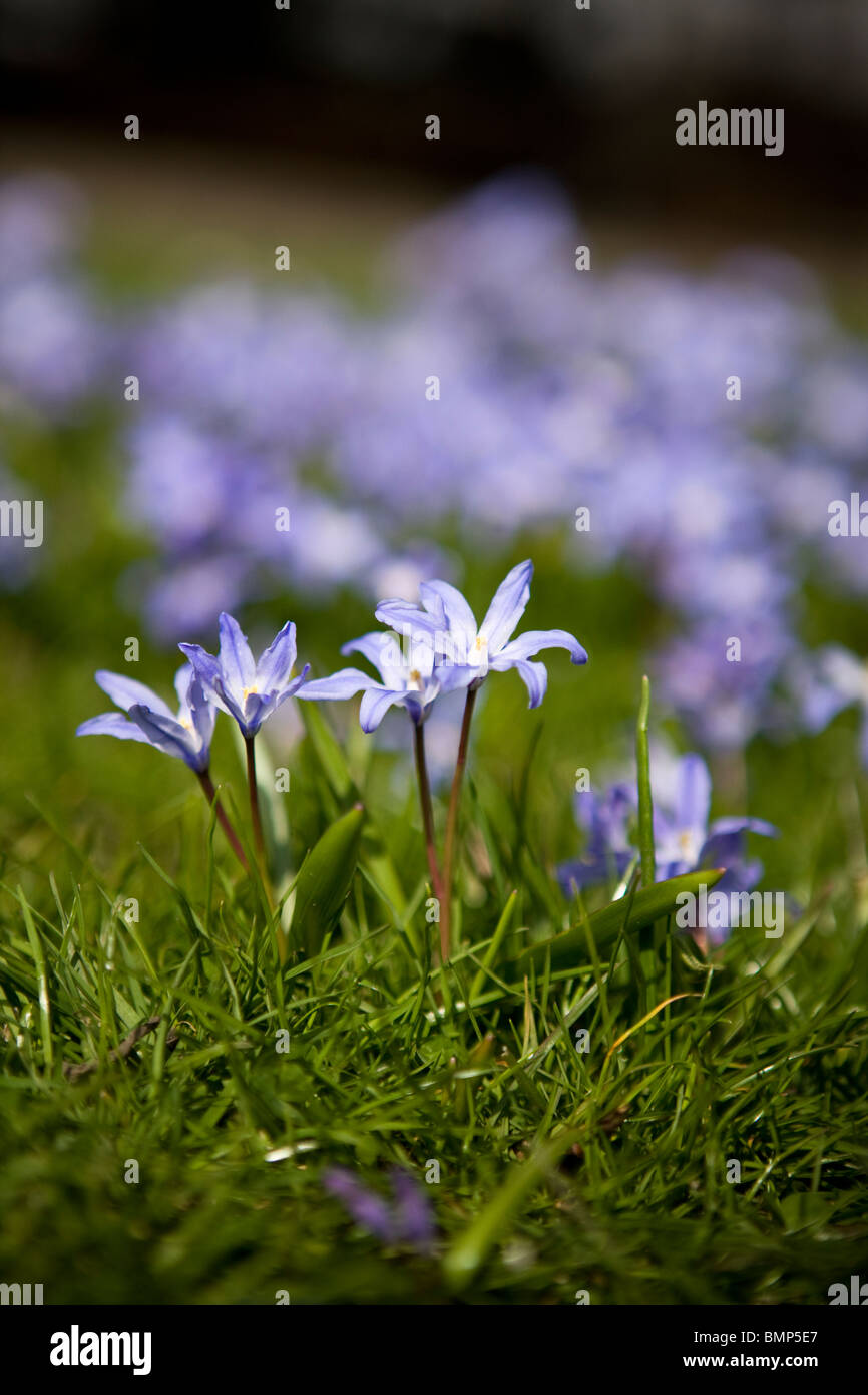 Purple squill flowers growing in green grass Stock Photo
