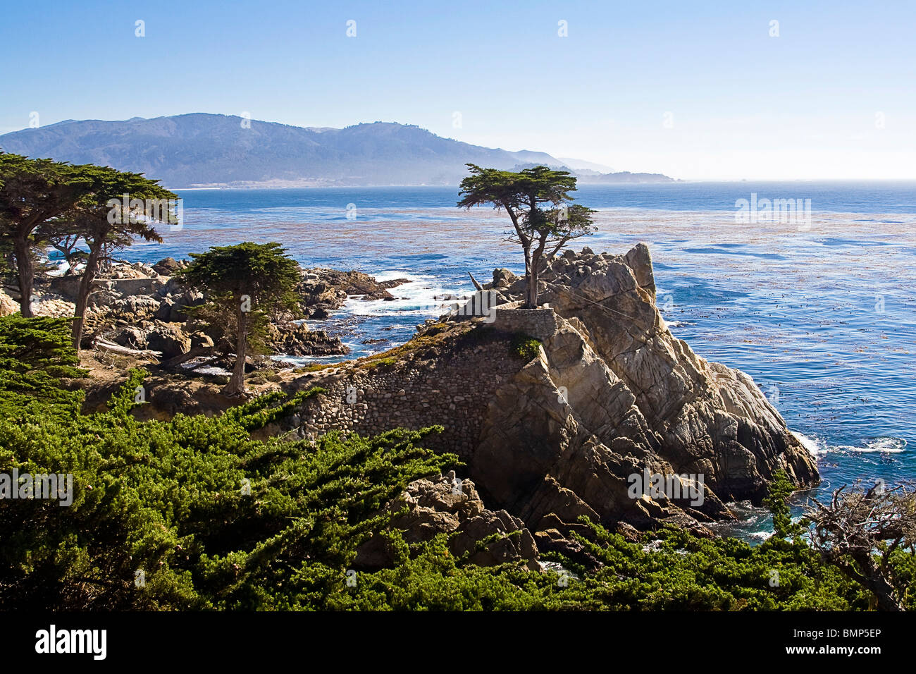 Iconic Lone Cypress Tree, Monterey Bay, California, USA near Pebble Beach Golf Course, Stock Photo