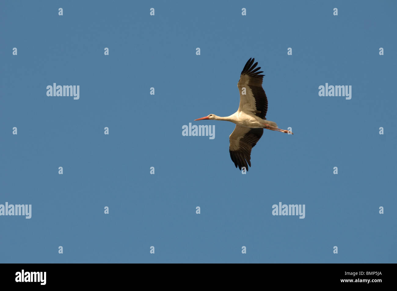 Common Eurasian crane flying over the Jordan valley in Israel Stock Photo