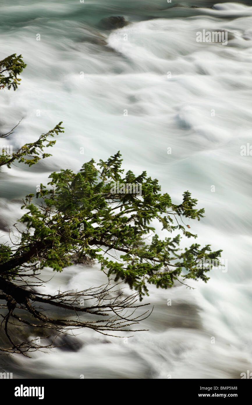 Trees hanging over a river hi-res stock photography and images - Alamy