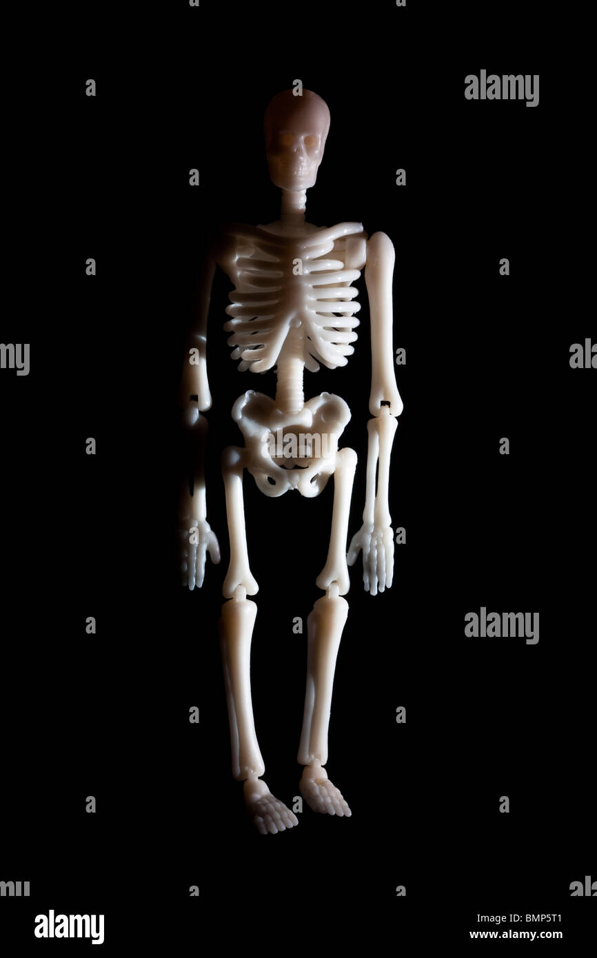 Human skeleton toy hires stock photography and images Alamy