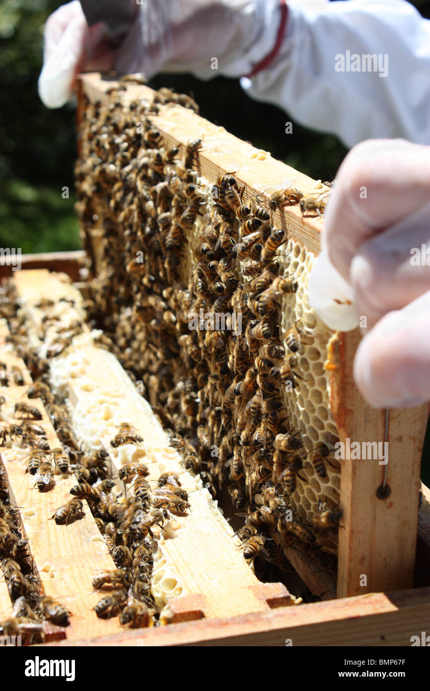 Beekeeper checking brood chamber of honeybee hive Stock Photo Alamy