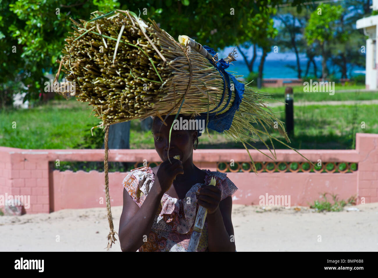 Sugar cane pole Clearance