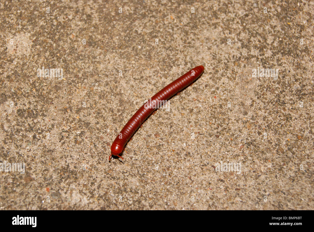 Red leech hi-res stock photography and images - Alamy