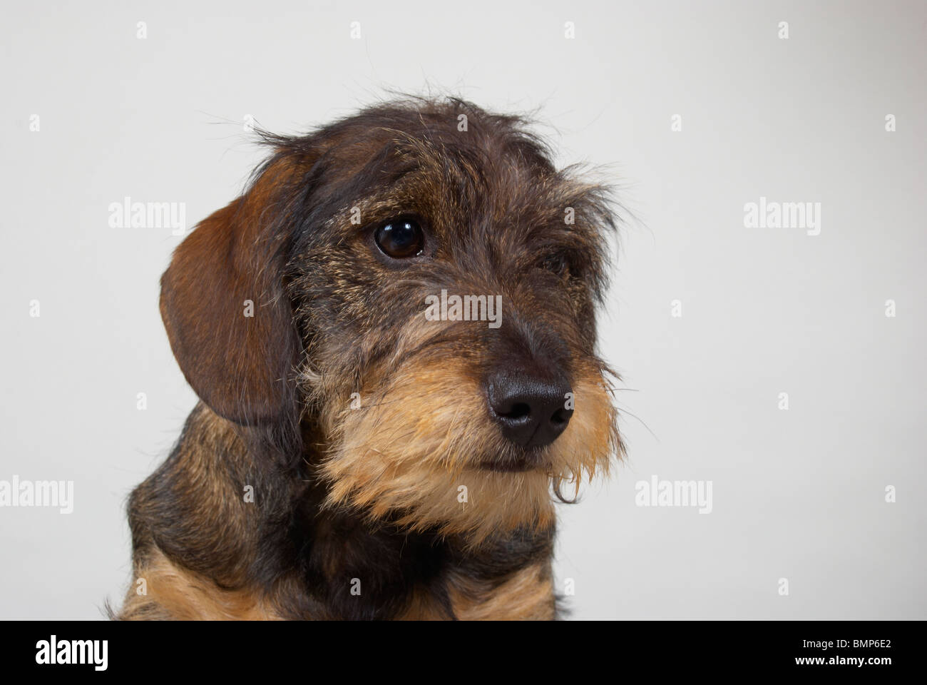 wiry dachshund