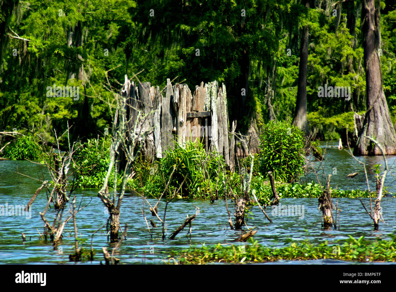 Lake Martin Wildlife Sanctuary Louisiana duck hunting blind camouflaged to look like cypress