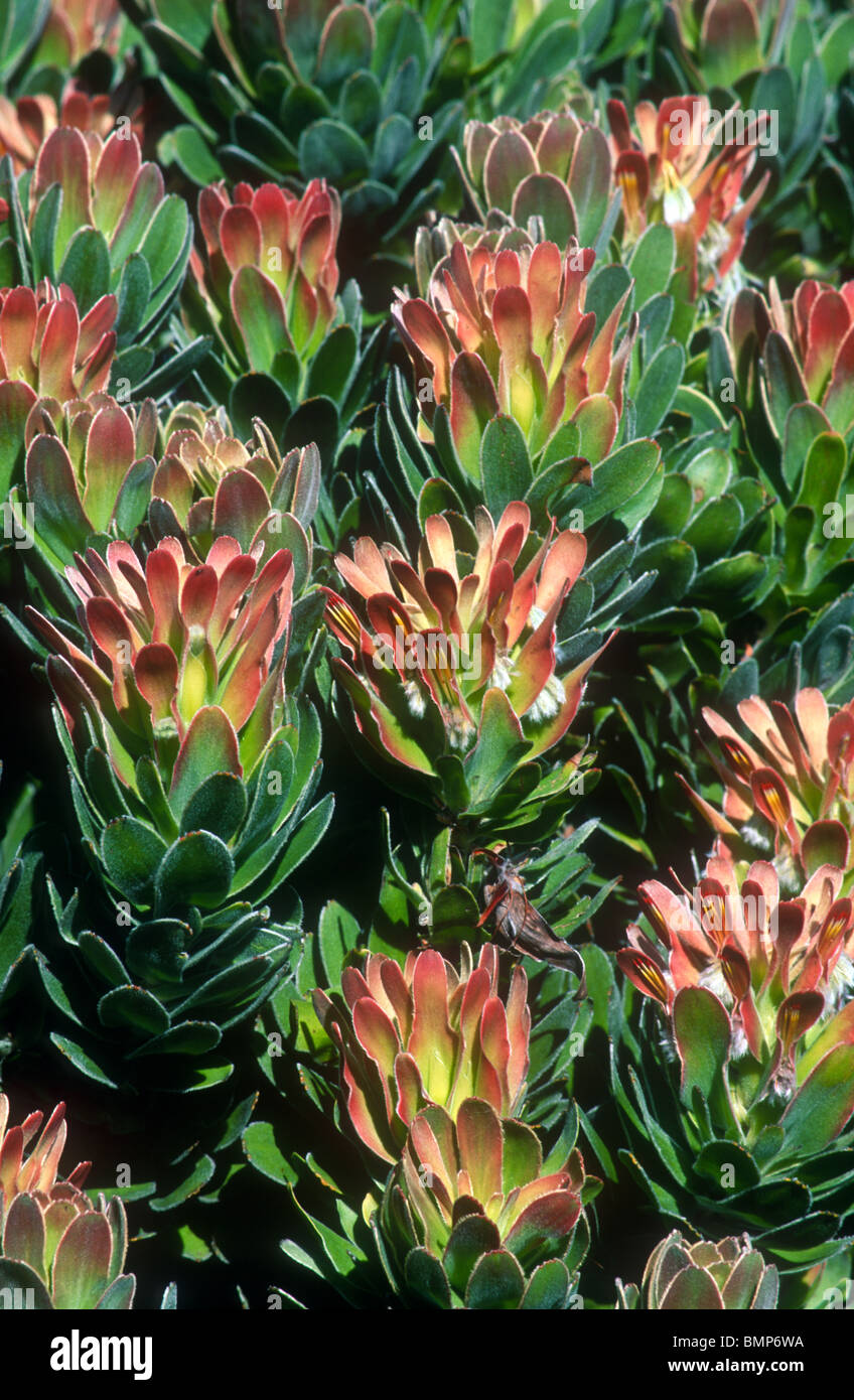 Protea flowers, Cape of Good Hope Nature Reserve, South Africa Stock