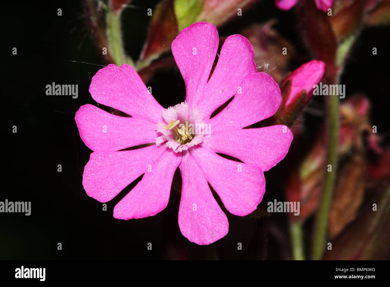 Red Campion Silene dioica Family Caryophyllaceae macro Stock Photo