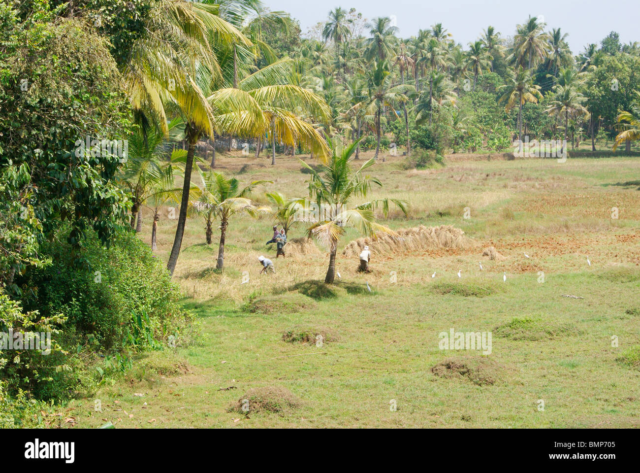 Kerala Agricultural Land .A Beautiful scenery of Indian Kerala Farmers arranging their Rice farms after seasonal cultivation Stock Photo
