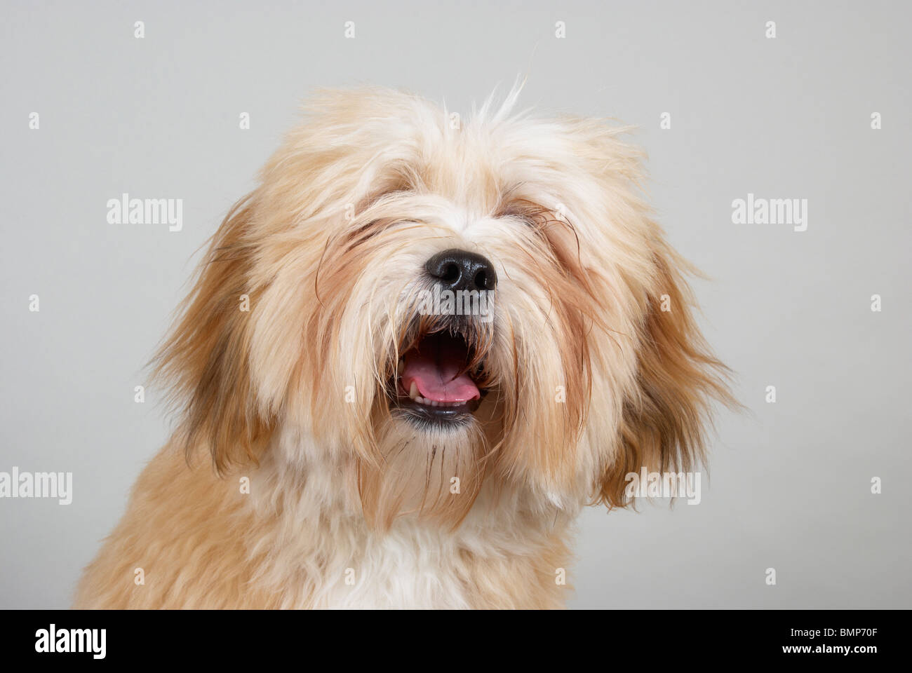 Lhasa Apso Stock Photo