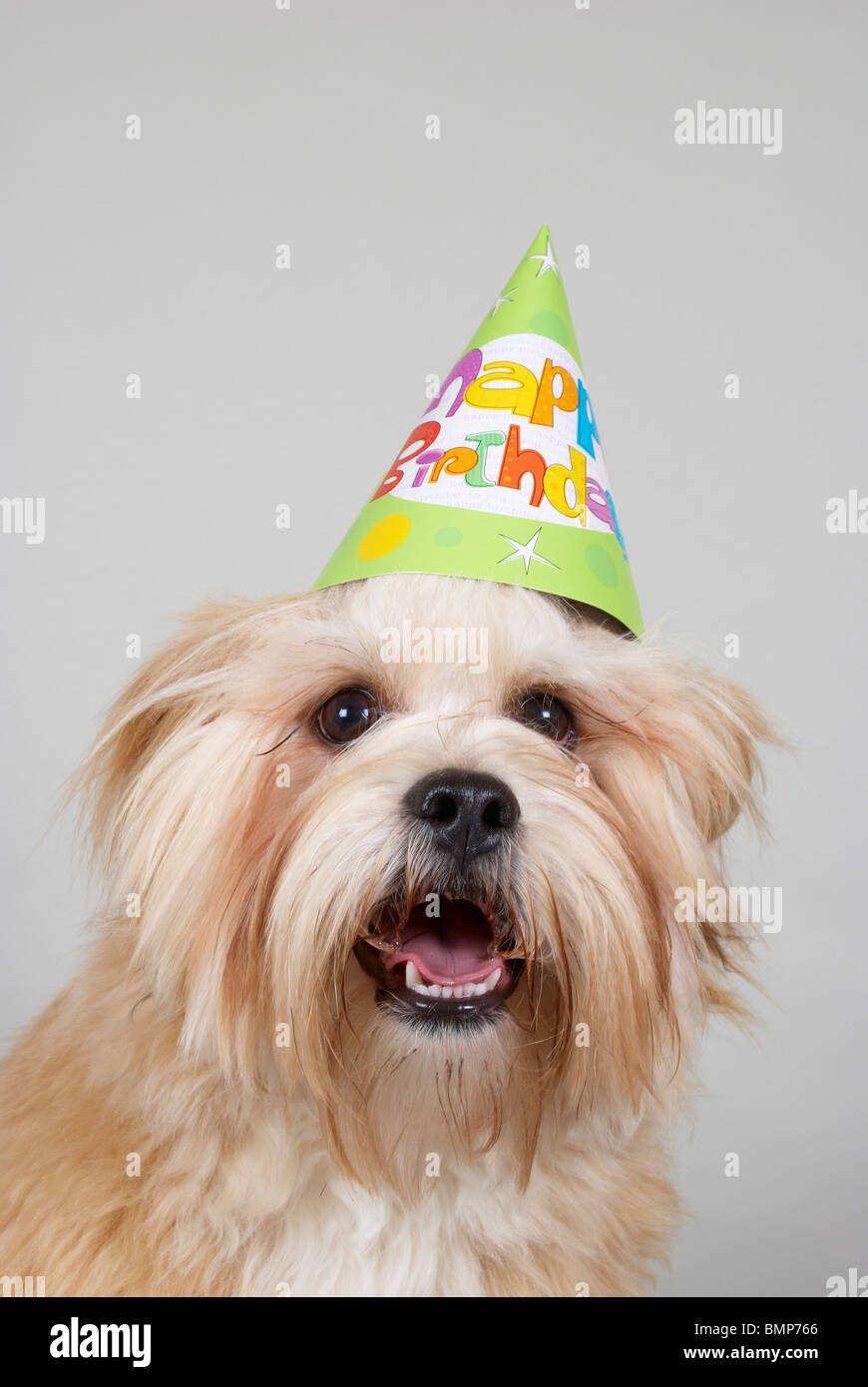 Lhasa Apso wearing a birthday party hat. Stock Photo