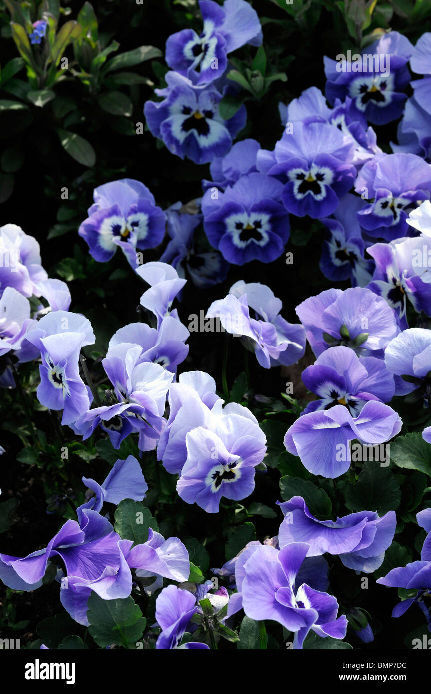 Viola wittrockiana pansy joker light blue flower Stock Photo