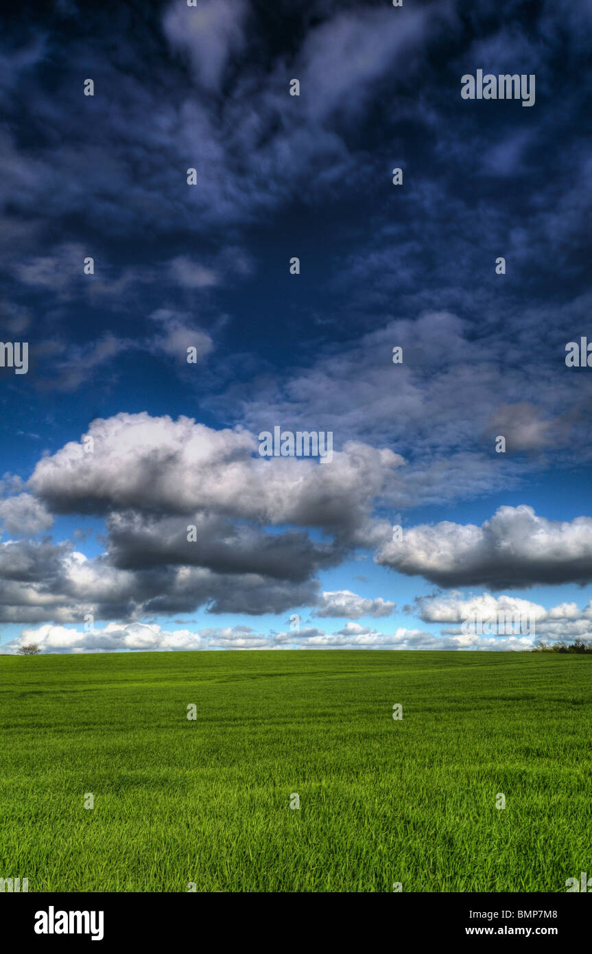 Grass Field in Spring, Rackheath, Norfolk UK Stock Photo - Alamy