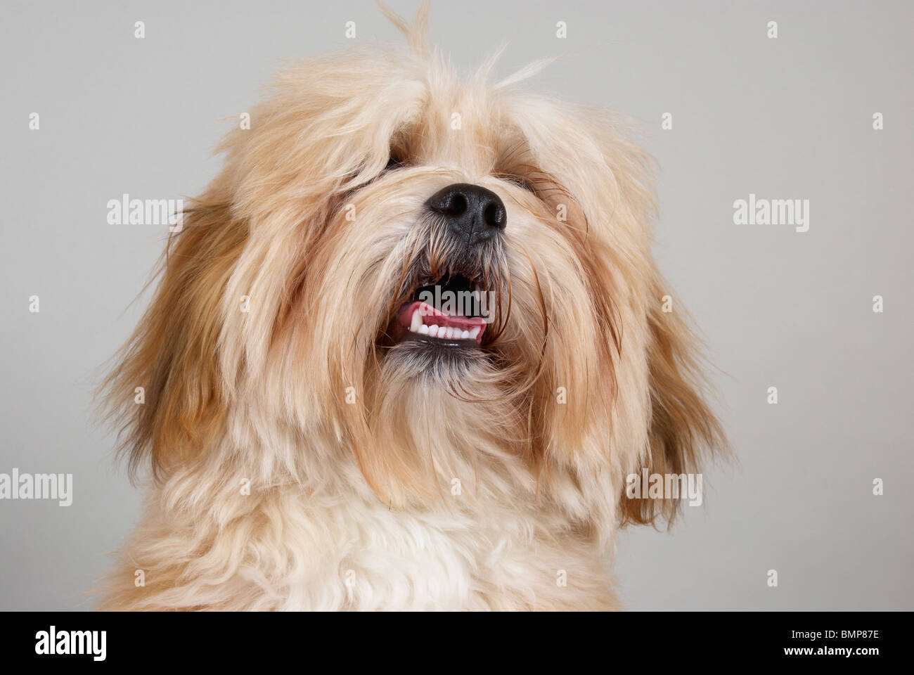 Lhasa Apso Stock Photo