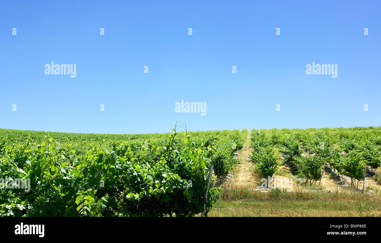 Green vineyard at Portugal. Stock Photo