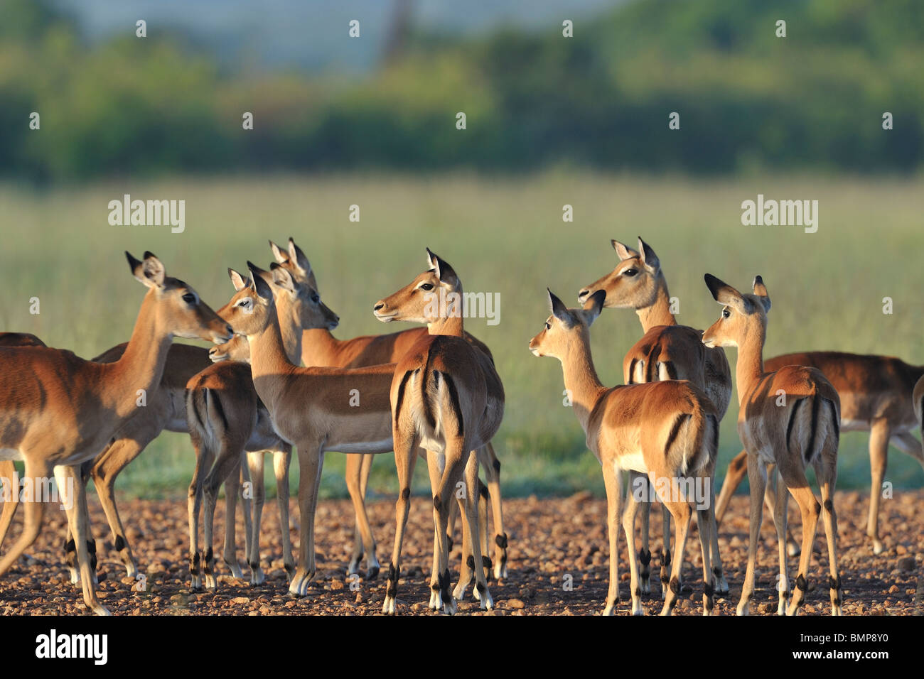 A group of Grant's Gazelles, Nanger granti, Masai Mara National Reserve, Kenya Stock Photo