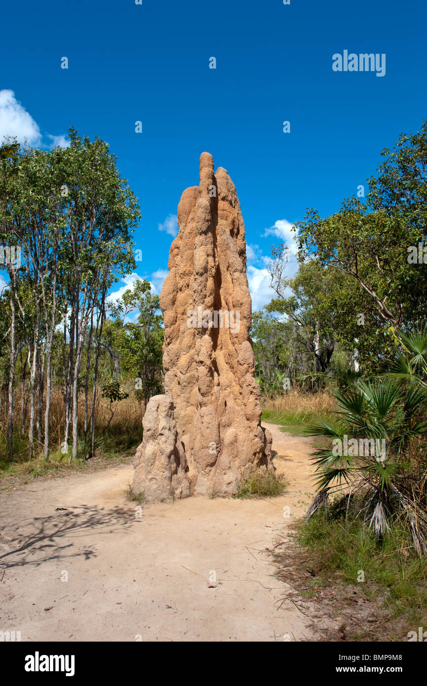 Large termite mounds can be found at Litchfield National Park Northern territory Australia Stock Photo
