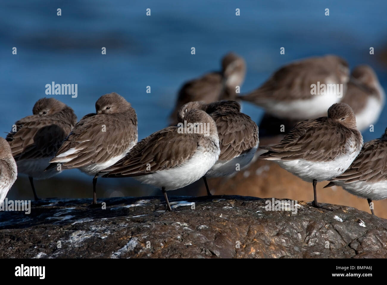 A flock of  Dunlin Calidris alpina resting on rocks along the coastline at Qualicum Beach Vancouver Island BC in March Stock Photo