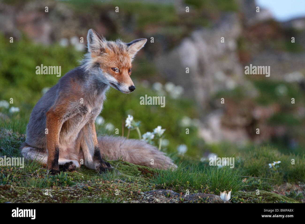 European Red Fox (vulpes vulpes Stock Photo - Alamy