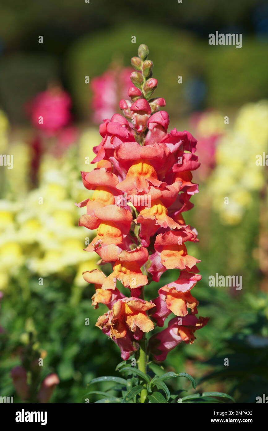 snapdragon flowers in bloom in the garden Stock Photo Alamy