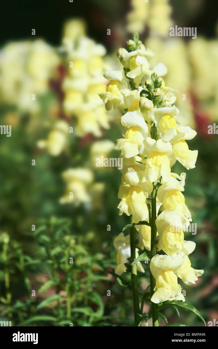 snapdragon flowers in bloom in the garden Stock Photo Alamy