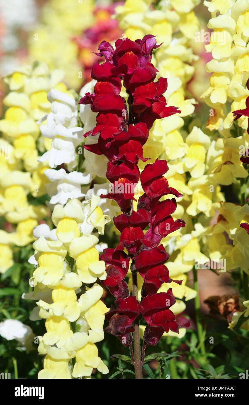 great image of some colourful snapdragon flowers Stock Photo