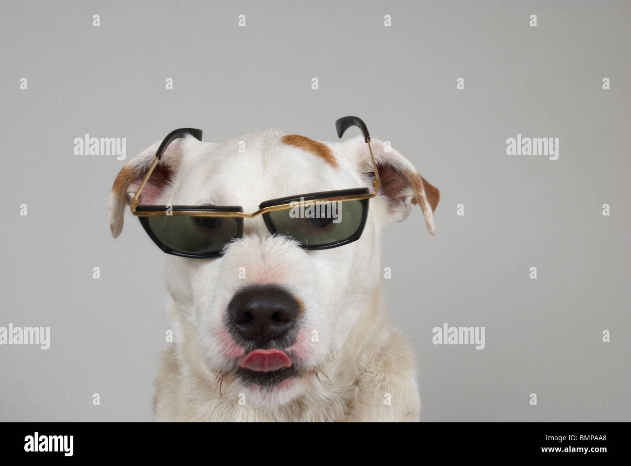 Dog wearing shades Stock Photo Alamy