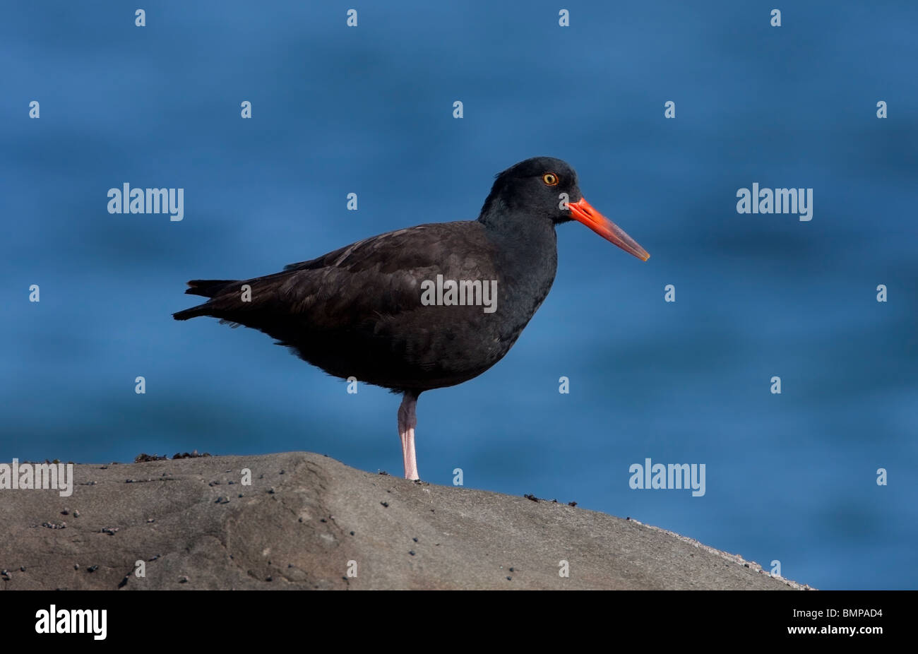 Black Oystercatcher Haematopus bachmani standing on rock at Qualicum Beach Vancouver Island BC in March Stock Photo