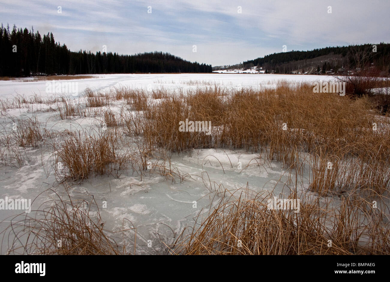 A winter view of Lac Le Jeune British Columbia frozen over and covered with snow  and marshland grasses in foreground in March Stock Photo