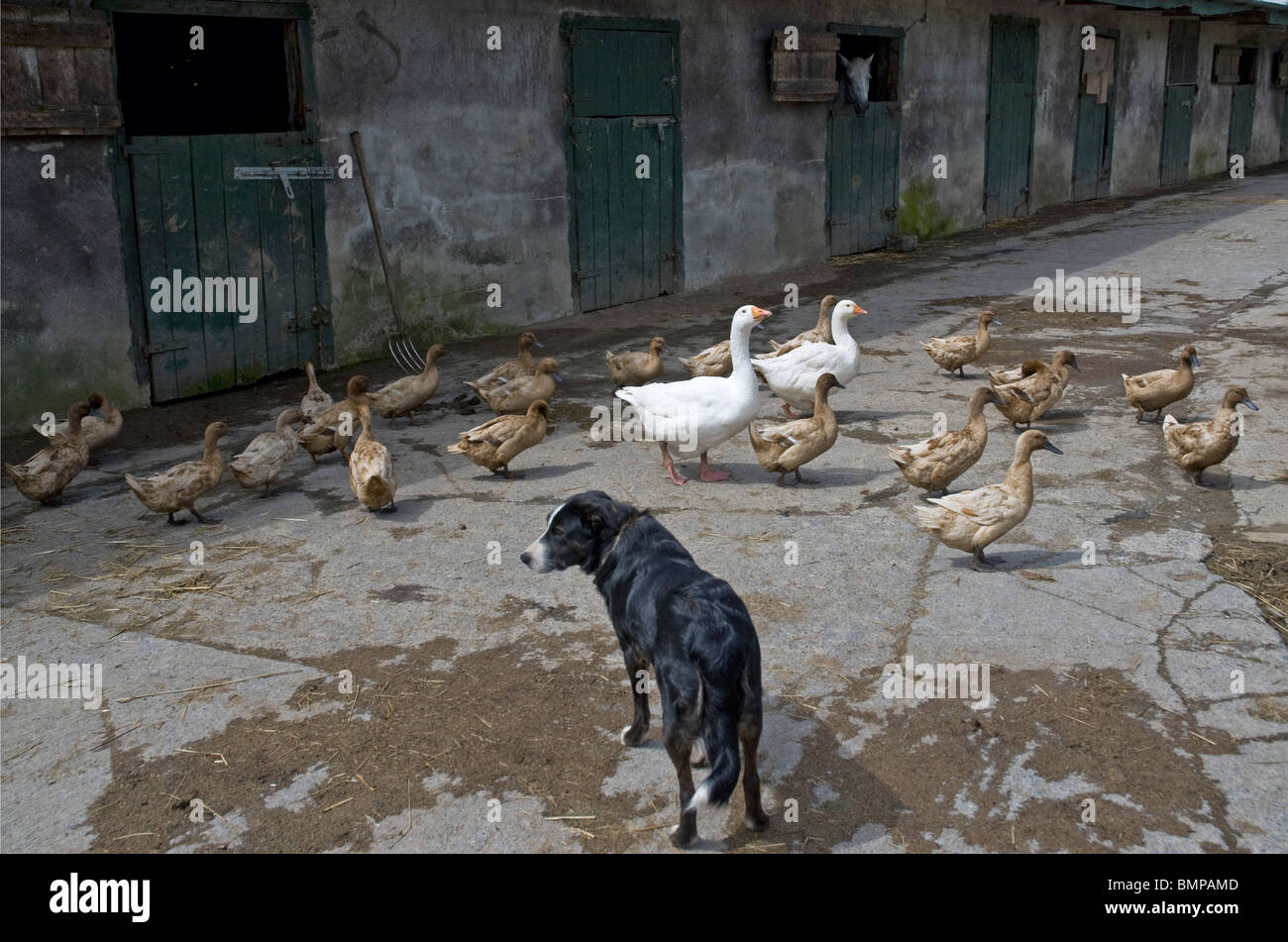 Farmyard in County Sligo Stock Photo